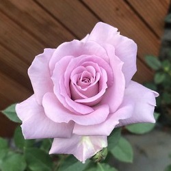 【7号鉢2年生苗】ラブリーブルー（自家栽培の健康台木使用）